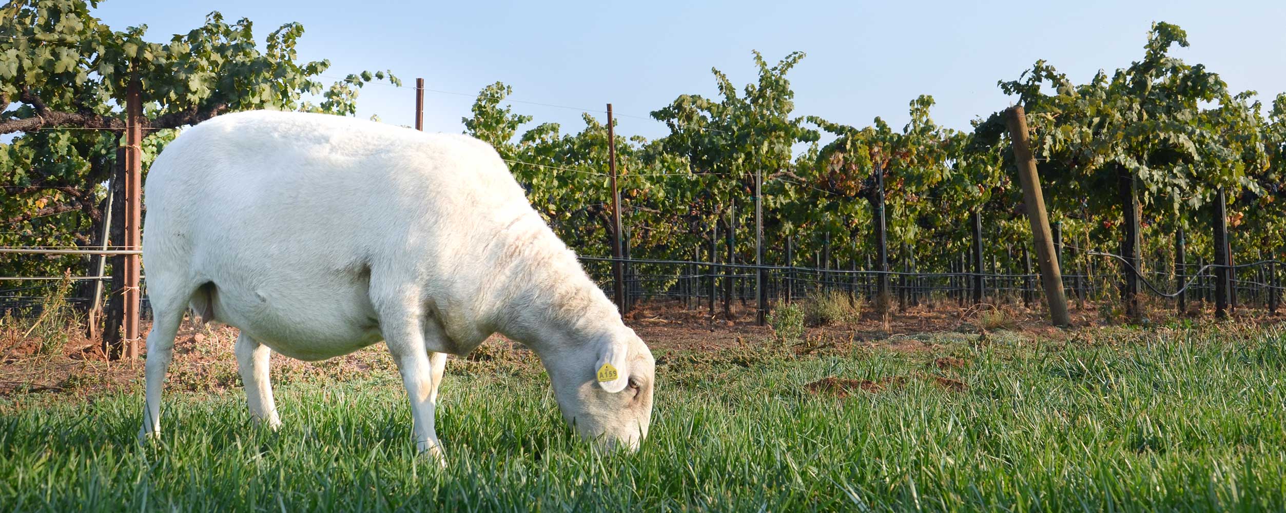mwco.header.sheep